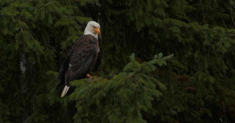 A majestic bald eagle is perched in a large pine tree, resting with its eyes closed before opening them to look around
