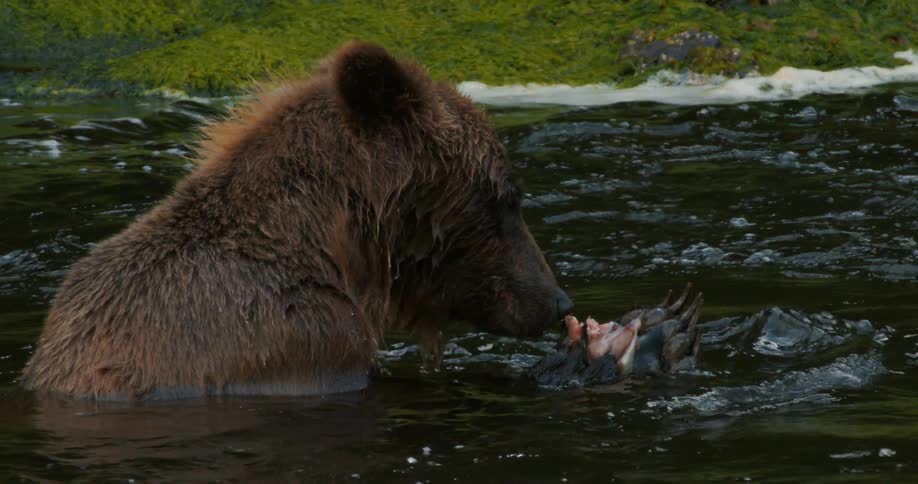 In a stunning slow motion close-up, a wild grizzly bear sits in a river and devours a fish it just caught