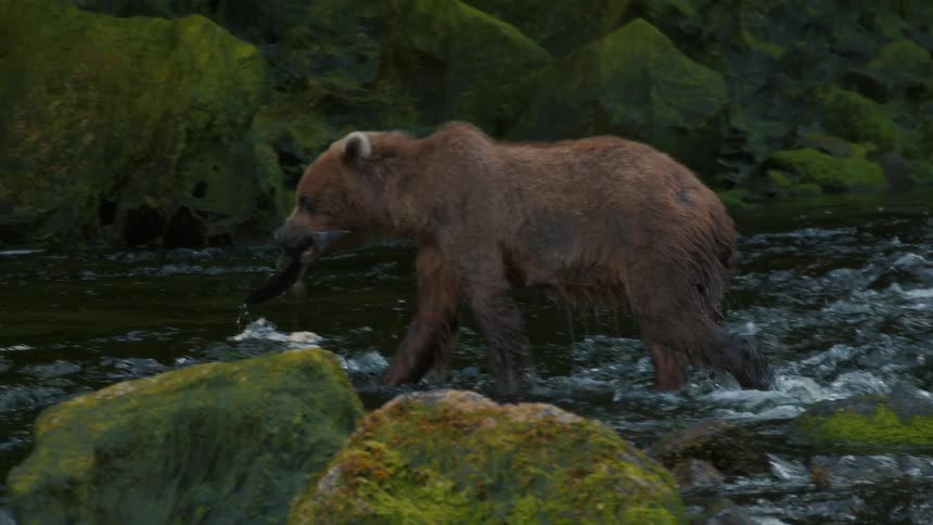 A powerful grizzly bear carries a freshly caught salmon while walking through a rocky, moss-covered river in slow motion