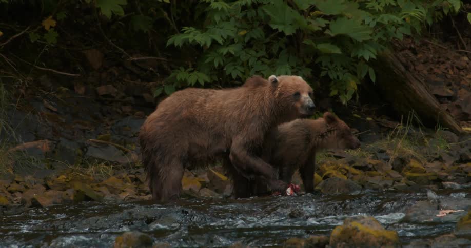 A protective mother brown bear and her cub stand together in a shallow river, sharing a freshly caught salmon
