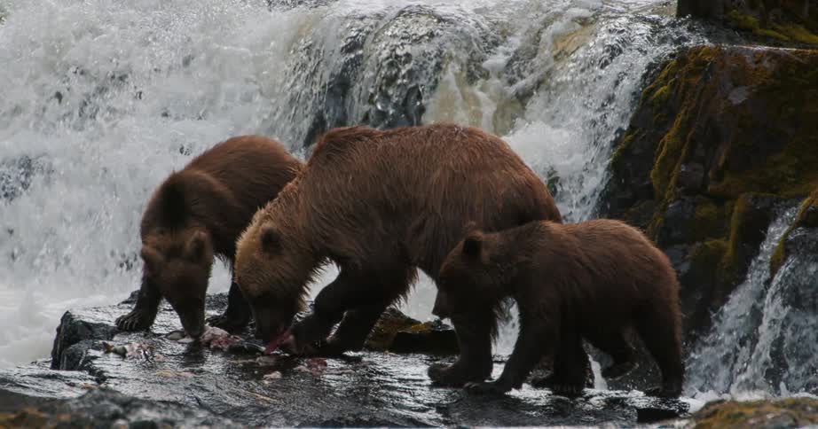 A courageous bear cub braves the rapids to join its mother and sibling for a salmon dinner beside a powerful waterfall