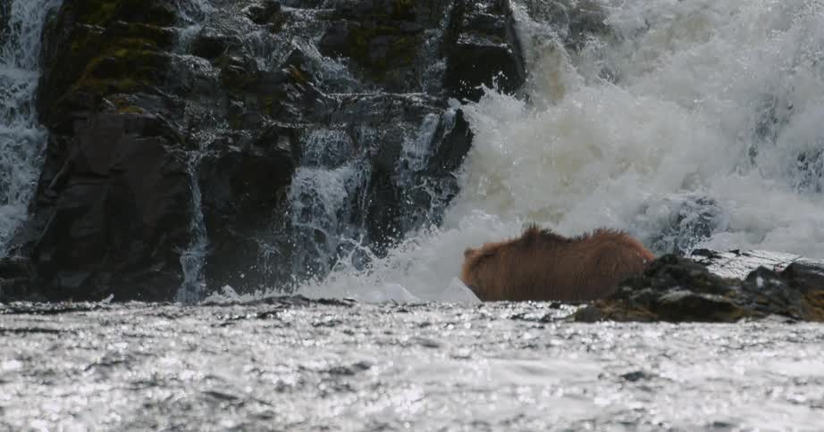 A large brown bear stands at the base of a powerful waterfall and successfully catches a salmon in slow motion