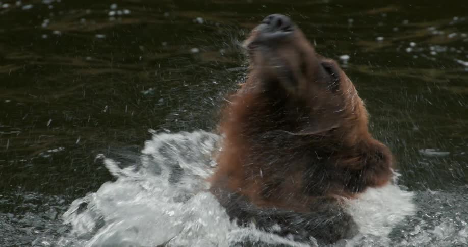 A brown bear sitting in a dark river shakes its head in slow motion, spraying water everywhere