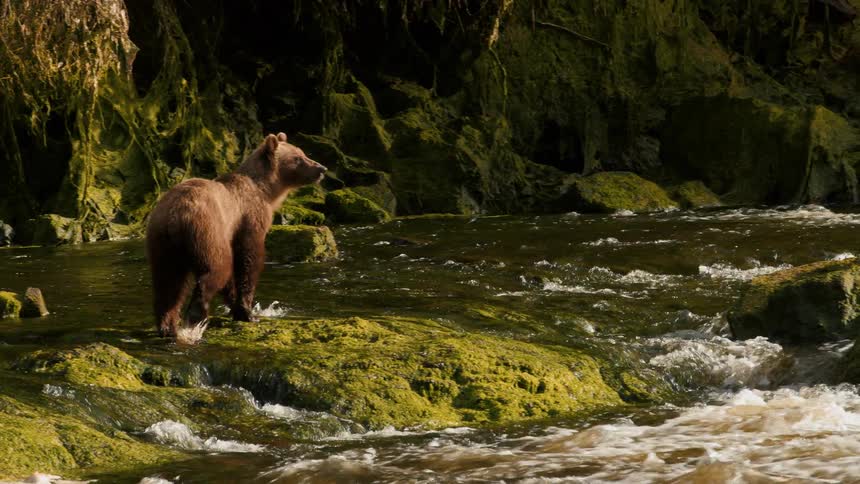 A majestic brown bear patiently stands on a moss-covered rock in a flowing wilderness river in slow motion