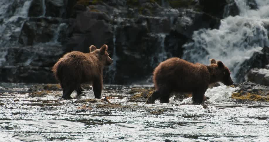 Two brown bear cubs wade through a shallow, rushing river in slow motion with a cascading waterfall in the background