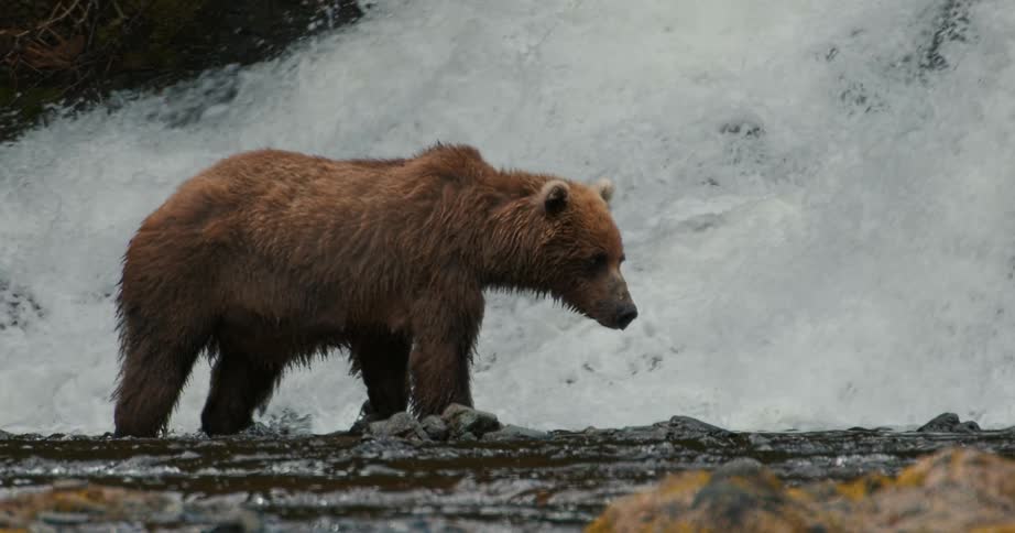 A majestic brown bear carefully walks through a shallow river in slow motion with a powerful waterfall in the background