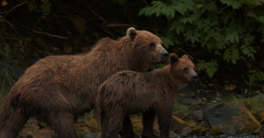 A mother grizzly bear stands protectively next to her small cub in the Alaskan wilderness