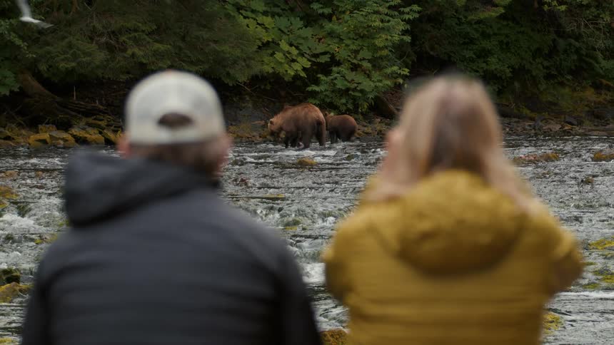 An over-the-shoulder view of a couple watching a mother grizzly bear and her cubs in a rushing river in the wild