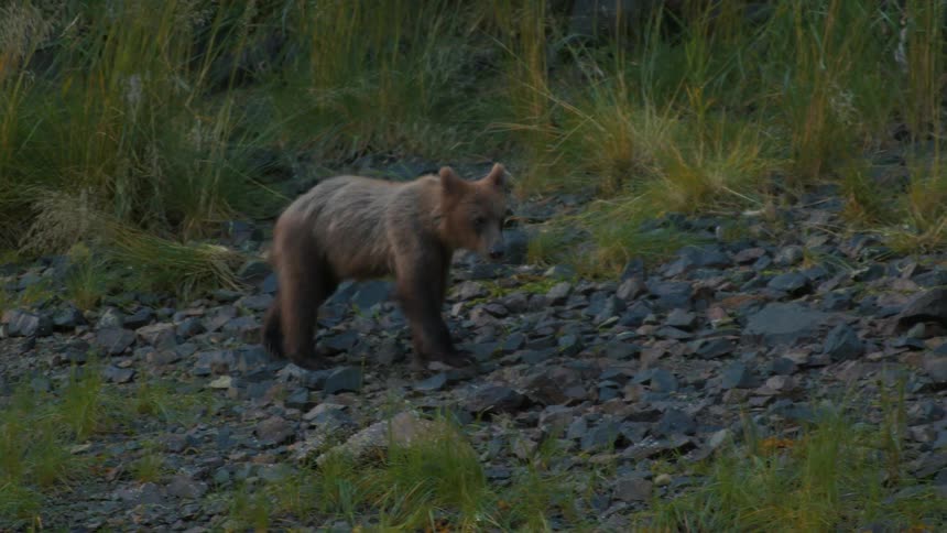 Slow motion footage of a young brown bear cautiously walking across a rocky hillside with patches of tall grass