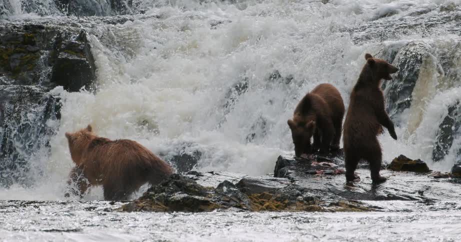 A mother brown bear watches for fish in a rushing river while her two cubs eat a freshly caught salmon on a rock next to a waterfall