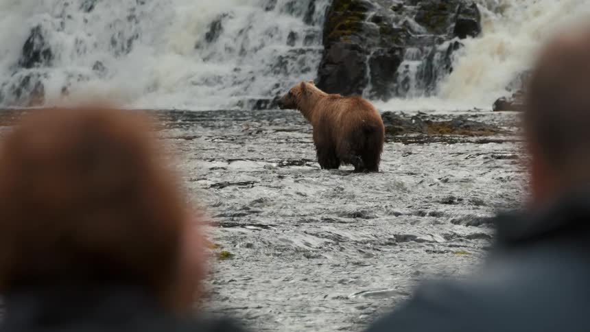 An over-the-shoulder view shows two people watching a large brown bear wading in a river at the base of a waterfall