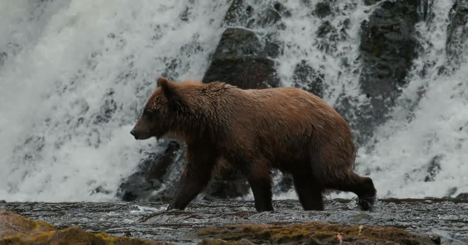 A majestic brown bear walks through a rocky river in slow motion, with a powerful waterfall cascading in the background, before pausing to look at the camera