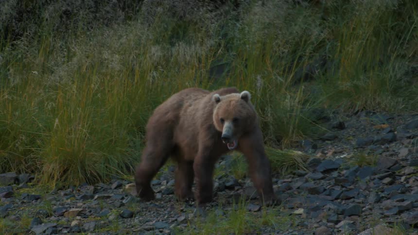 A powerful grizzly bear walks slowly along a rocky patch of ground next to tall grass in slow motion