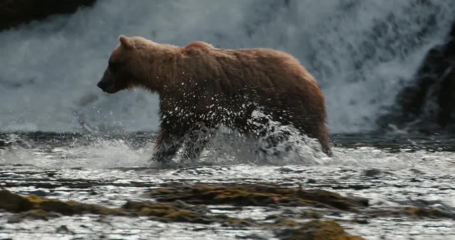 A majestic grizzly bear runs through a rushing river at the base of a powerful waterfall in super slow motion