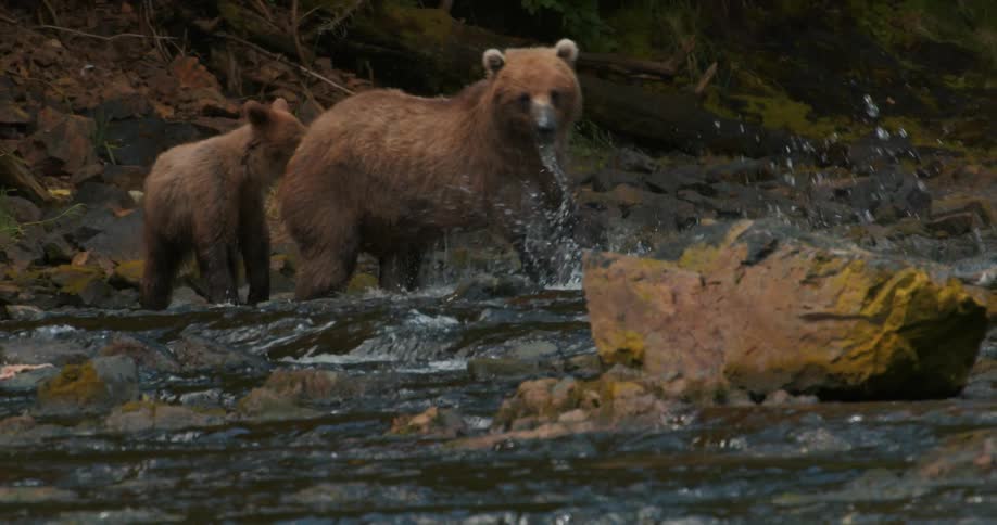 A mother grizzly bear leads her cub into a rocky river to hunt for fish, captured in beautiful slow motion