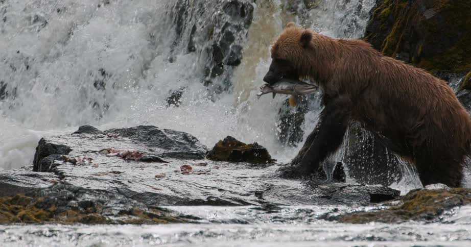 A powerful grizzly bear secures its salmon meal on the rocky riverbank beside a rushing waterfall in slow motion