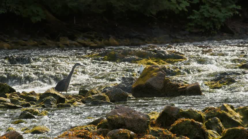 A majestic Great Blue Heron stands amongst mossy rocks in a fast-flowing river with a white egret perched in the background
