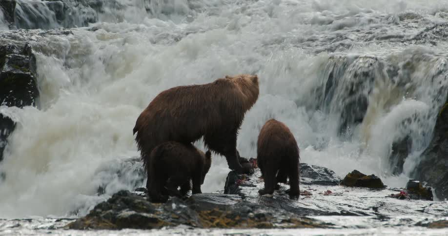 A mother brown bear and her two cubs eat a freshly caught salmon on a rock in front of a powerful waterfall