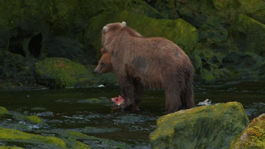 A mother grizzly bear and her cub eat a fresh salmon while standing in a rocky, moss-covered river in slow motion