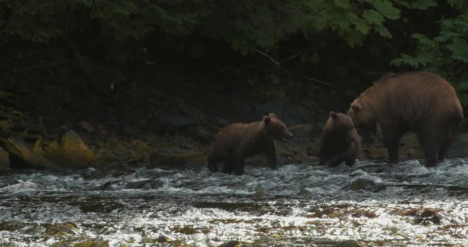 Two grizzly bear cubs playfully wrestle in a fast-flowing river while their mother watches before sharing her freshly caught salmon