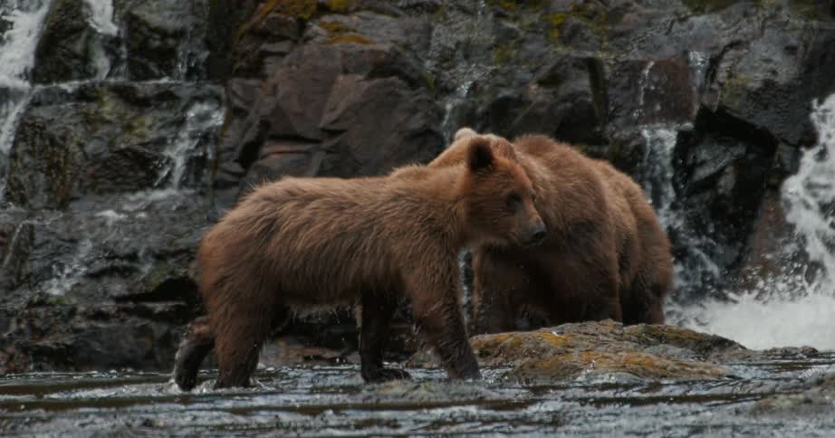 A brown bear cub walks through a river in slow motion to join its mother at the base of a cascading waterfall