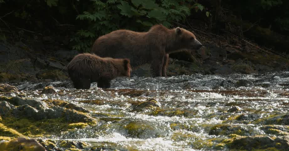 A grizzly bear mother and her cub stand together by a rushing river in a lush forest