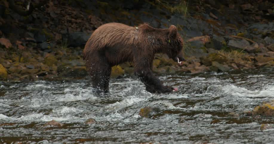 Slow motion footage shows a wild grizzly bear standing in a river, tearing apart and eating a caught salmon