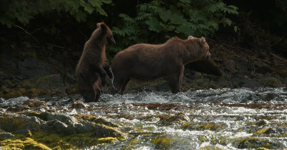 A mother grizzly bear teaches her cub to fish as the young bear curiously stands up in the rushing river in slow motion