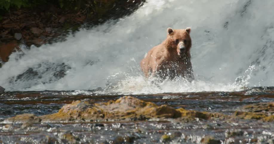 Slow motion of a majestic brown bear hunting for fish as it walks through a rushing river at the base of a powerful waterfall