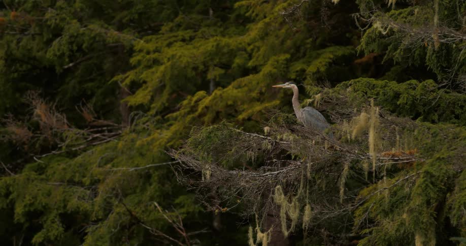 A Great Blue Heron perches majestically in a lush, moss-covered evergreen tree in the forest