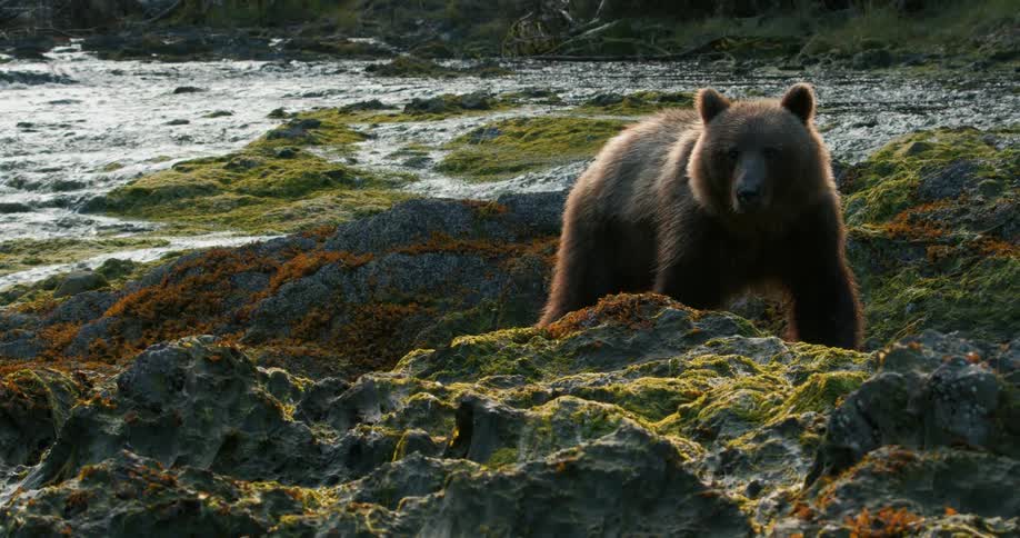 A wet brown bear shakes its fur and walks cautiously towards the camera over a mossy, rocky shoreline