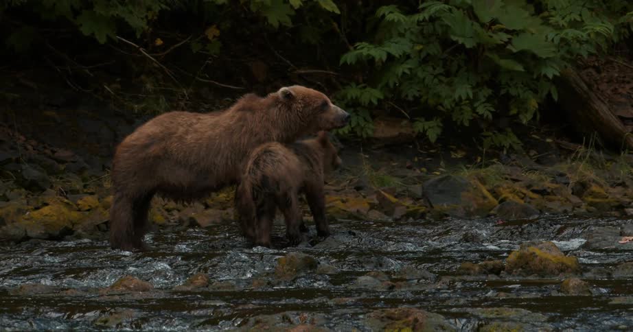 A watchful grizzly bear and her cub stand together on the rocky bank of a flowing river in the wilderness