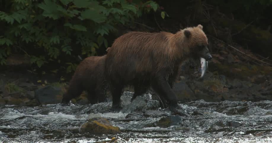 A mother Brown Bear with her cubs catches a salmon in a rushing river as a seagull flies by in slow motion