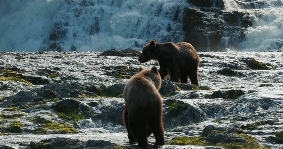 Two brown bears stand in a rushing river with a powerful waterfall in the background in stunning slow motion