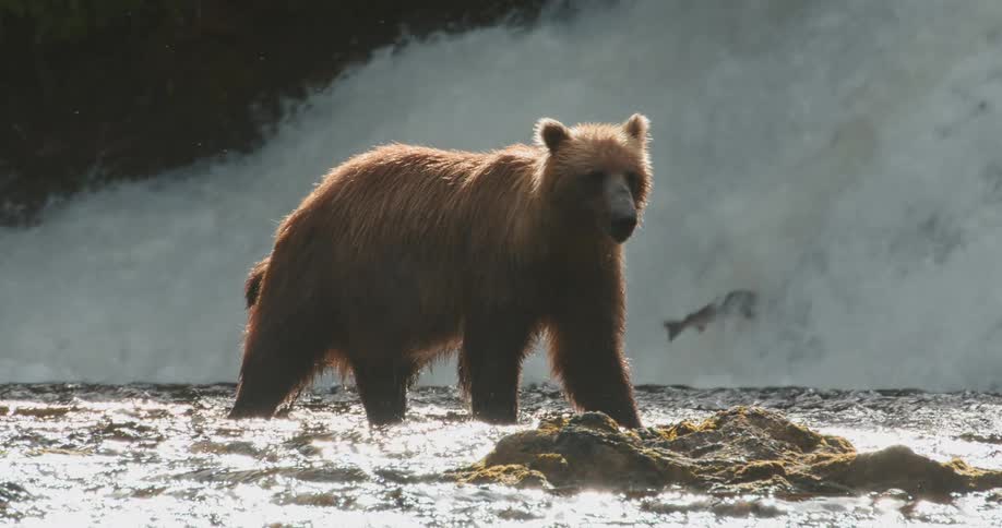 A mother grizzly bear and her cub stand in a sparkling river looking for salmon as a powerful waterfall flows behind them