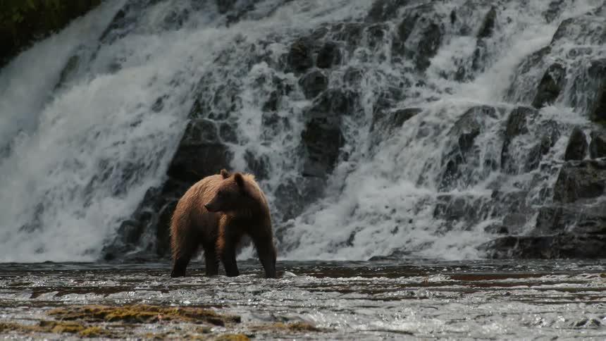 A powerful grizzly bear wades through a rushing river in slow motion with a cascading waterfall in the background