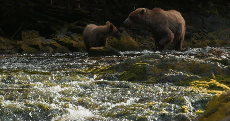 A mother brown bear and her cub stand together in a rushing, sunlit river in the wilderness