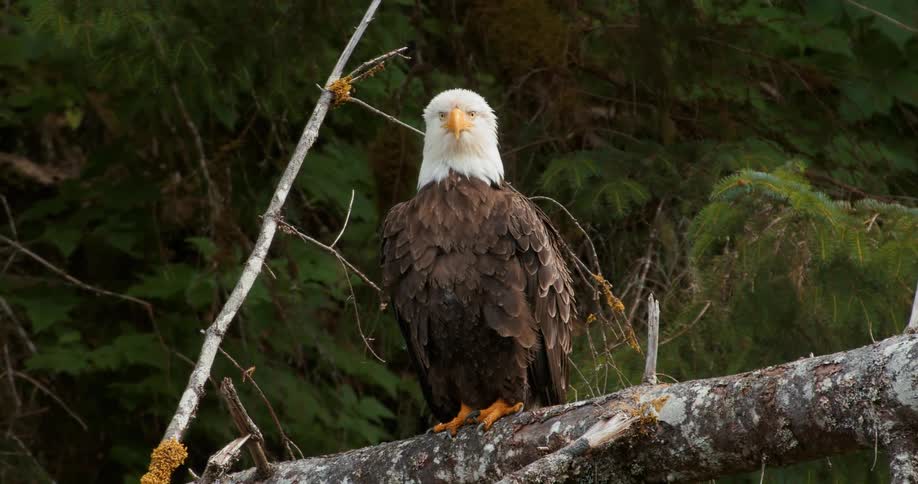 A majestic bald eagle perches on a moss-covered tree branch in a dense green forest, attentively surveying its surroundings