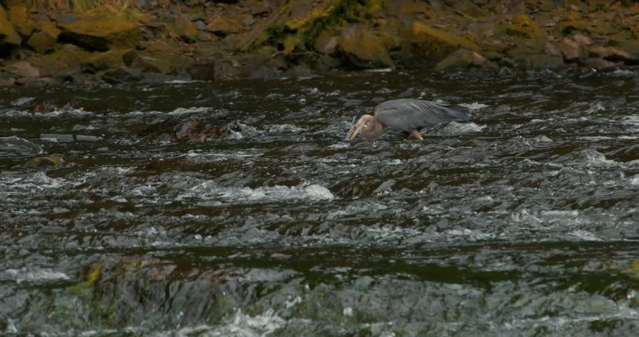 A Great Blue Heron patiently stalks and catches a fish in the rushing waters of a rocky river