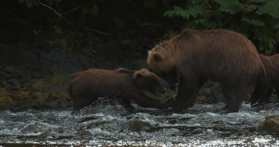 In slow motion, a mother grizzly bear catches a salmon in the river and shares it with her hungry cubs