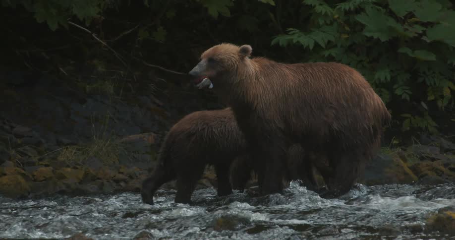 A mother grizzly bear and her two young cubs stand in a rushing river while the mother eats a freshly caught fish