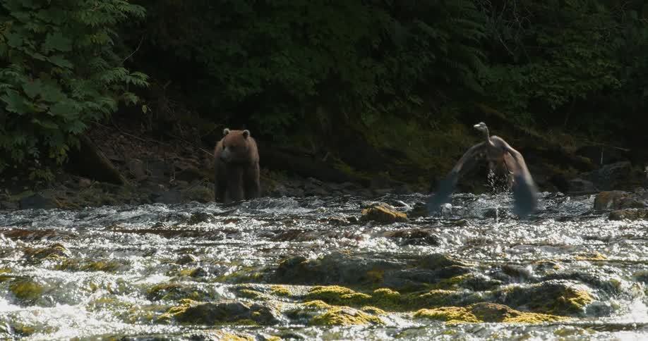 In slow motion, a great blue heron takes flight from a rushing river as a grizzly bear and her cub watch from the forested bank