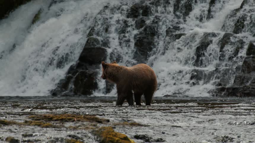 A majestic brown bear wades through a shallow river in slow motion with a powerful waterfall cascading in the background