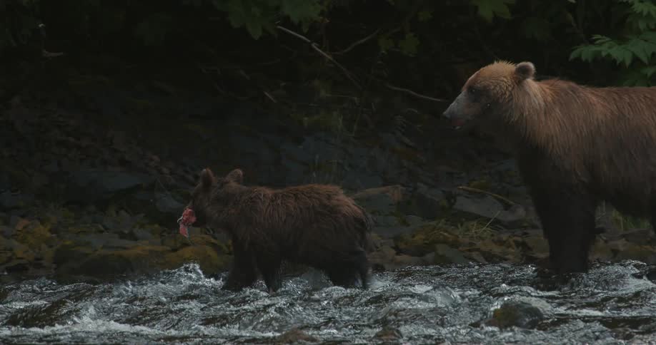A watchful mother grizzly bear stands in a flowing river while her cub walks away with a fresh piece of salmon in its mouth