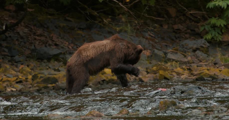 A brown bear stands in a shallow river and eats a freshly caught salmon in slow motion