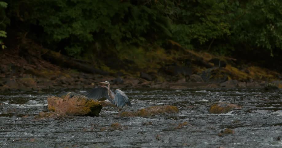 A majestic Great Blue Heron soars gracefully in slow motion before landing on a rock in a flowing river