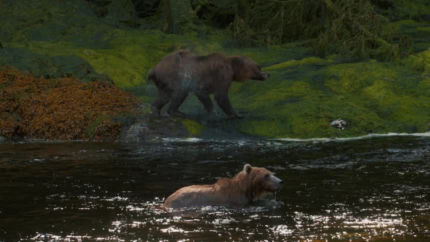 A wet grizzly bear shakes water off its fur on a mossy riverbank while another bear sits in the water below in slow motion