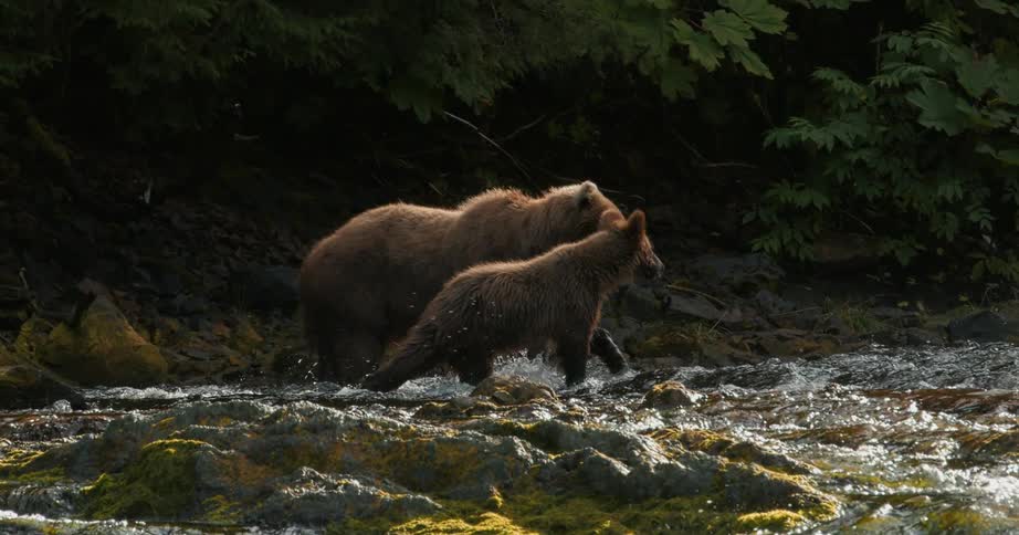A mother grizzly bear leads her young cub through a sun-dappled, rushing river in a stunning slow-motion shot