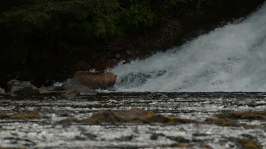 In stunning slow motion, a majestic brown bear wades into a rushing Alaskan river and skillfully catches a salmon at the base of a waterfall