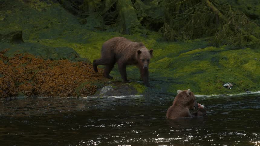 A grizzly bear on a mossy bank slowly walks into a river where another bear is eating a fish